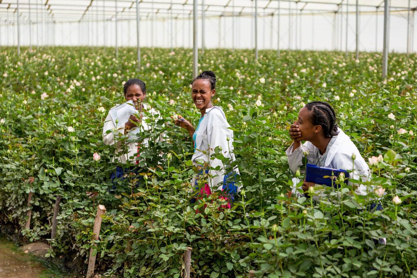 Holla Roses - About us Ethiopia